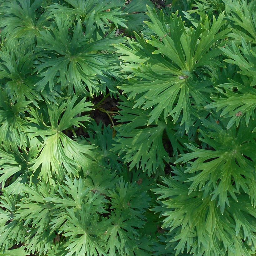 Aconitum lamarckii - Hahnenfußblättriger Eisenhut (Laub)