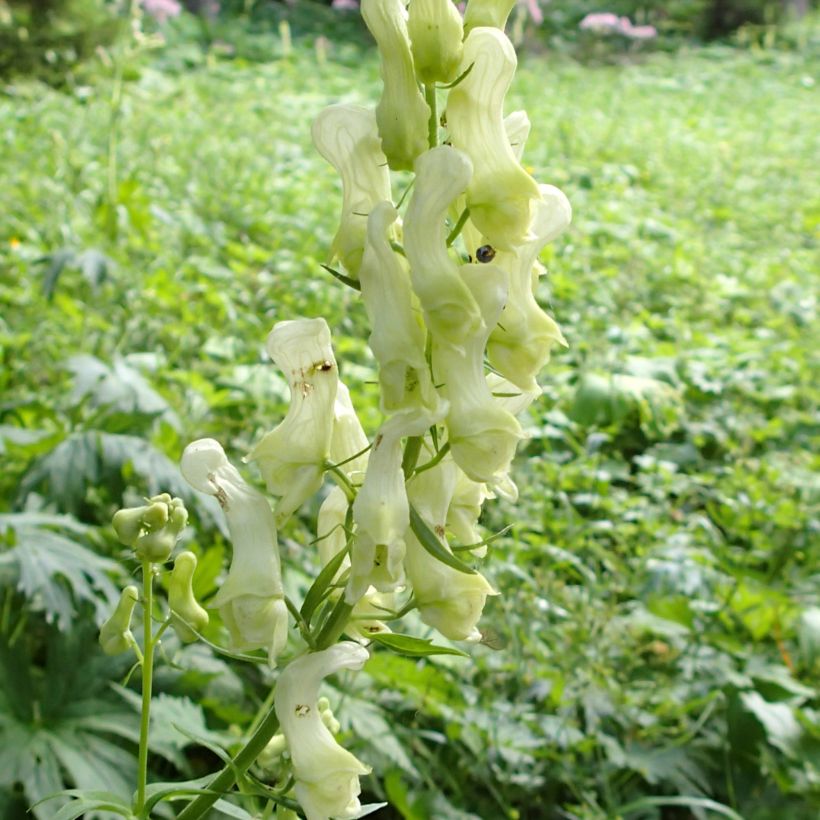 Aconitum lycoctonum subsp. neapolitanum - Hahnenfußblättriger Eisenhut (Blüte)