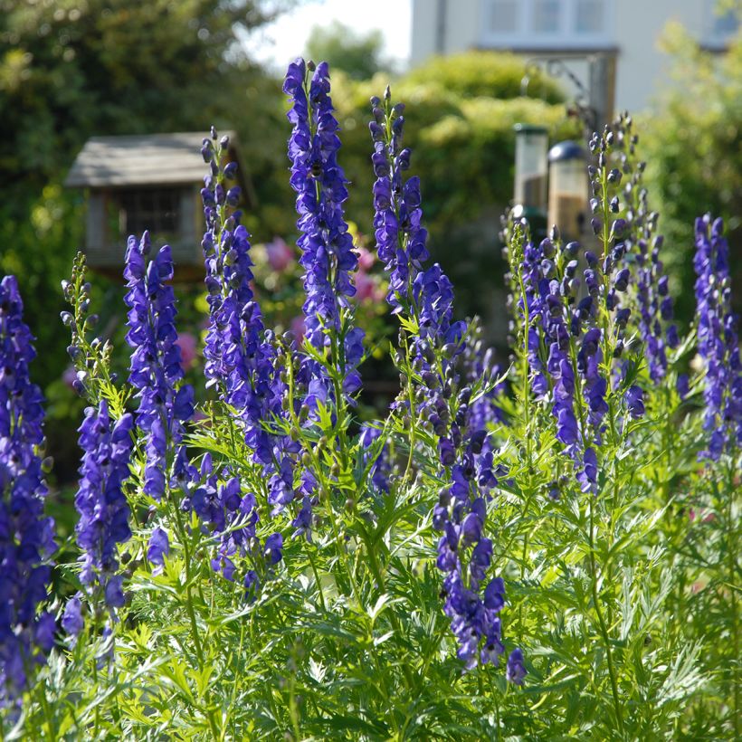 Aconitum napellus - Blauer Eisenhut (Hafen)