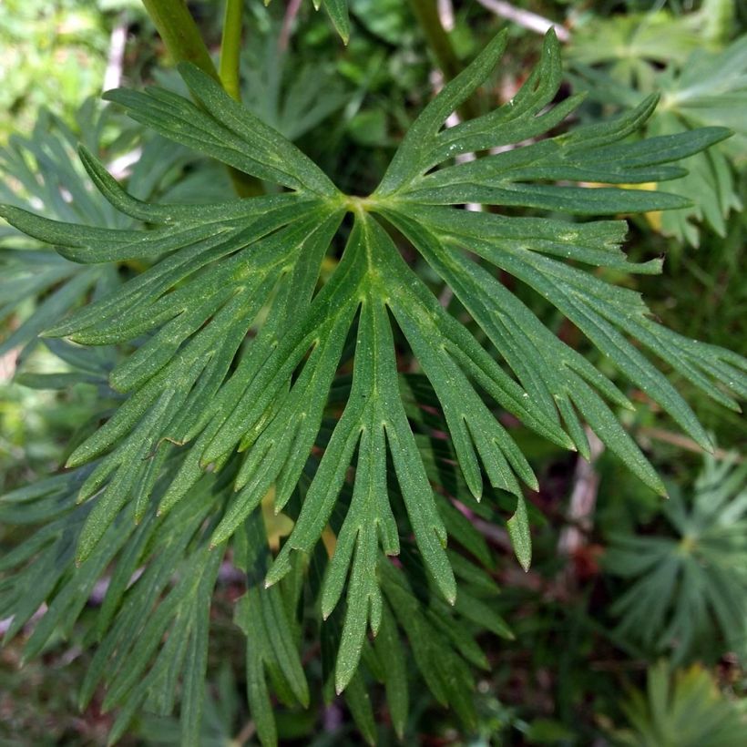 Aconitum napellus Rubellum - Blauer Eisenhut (Laub)