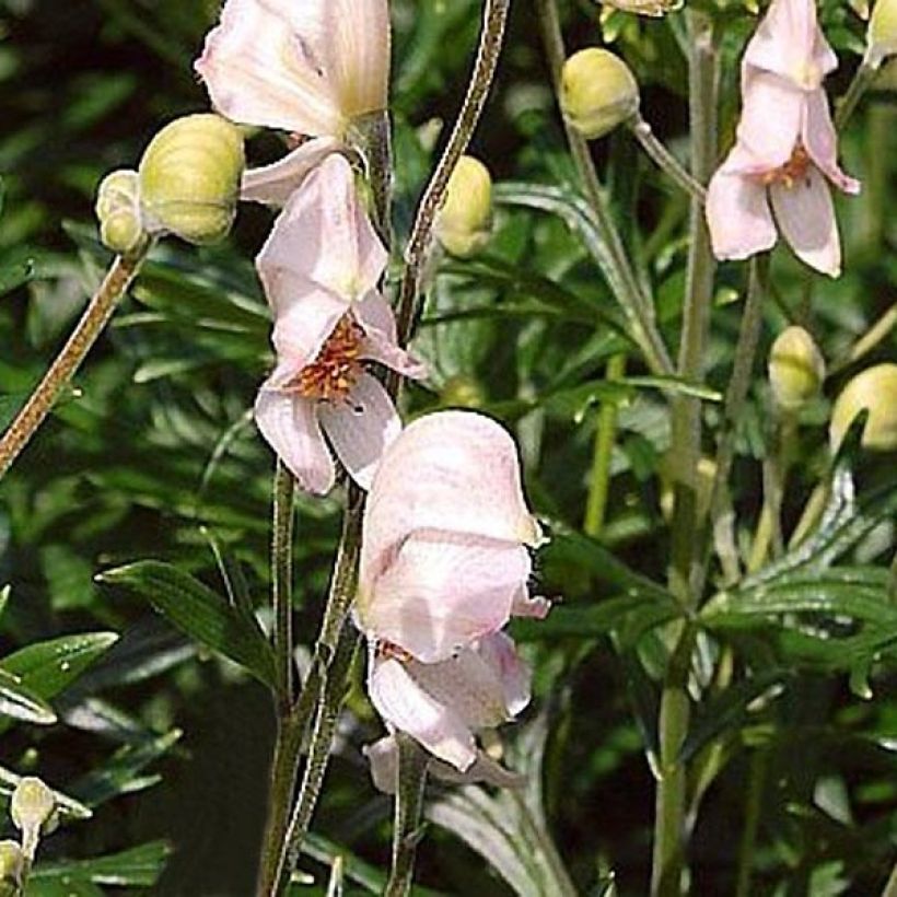 Aconitum napellus Rubellum - Blauer Eisenhut (Blüte)