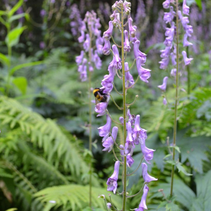 Aconitum scaposum - Eisenhut (Hafen)