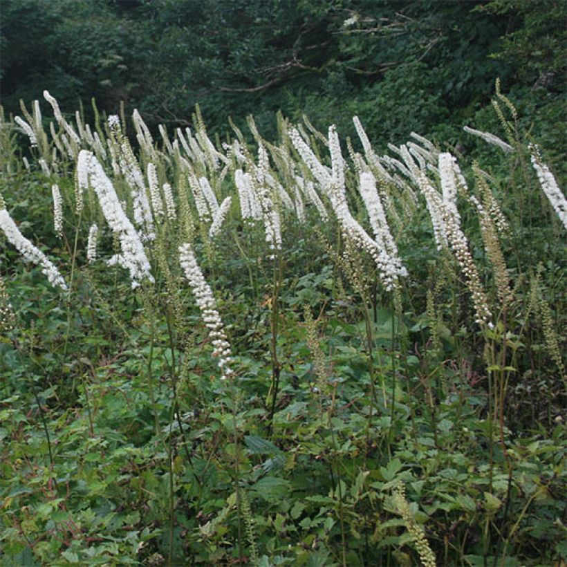 Actaea simplex Carbonella - Oktober-Silberkerze (Blüte)