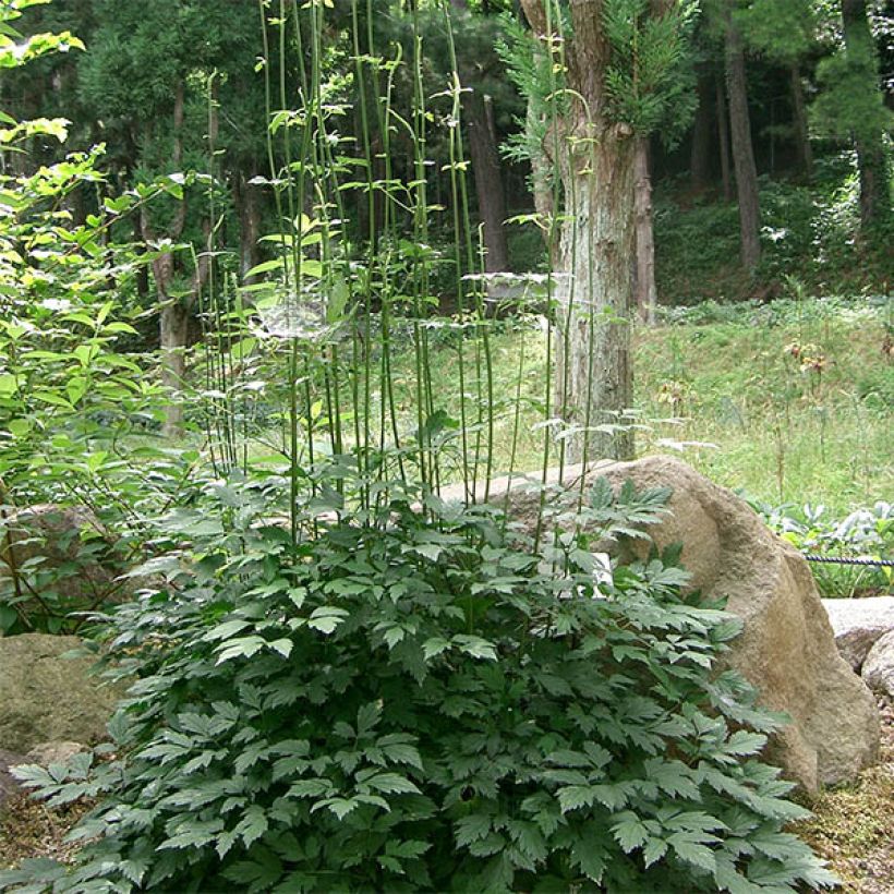 Actaea simplex Carbonella - Oktober-Silberkerze (Hafen)