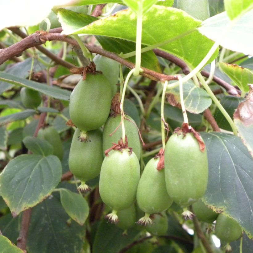 Actinidia arguta Issai - Zwerg Kiwi (Ernte)