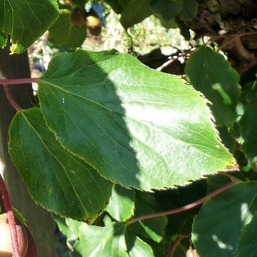 Actinidia arguta var. purpurea (Weiblich) - Zwerg Kiwi (Laub)