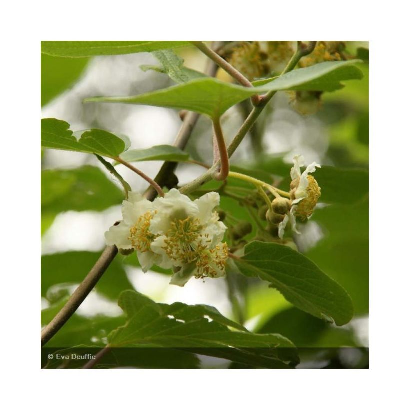 Actinidia deliciosa Belen - Chinesischer Strahlengriffel (Blüte)