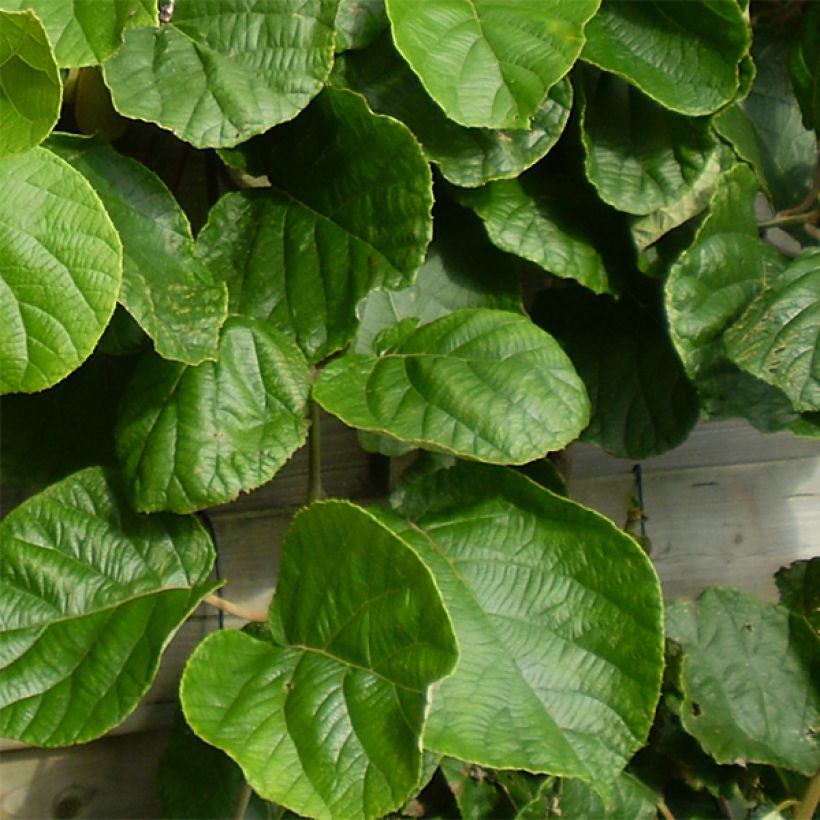 Actinidia deliciosa Tomuri (Männlich) - Chinesischer Strahlengriffel (Laub)