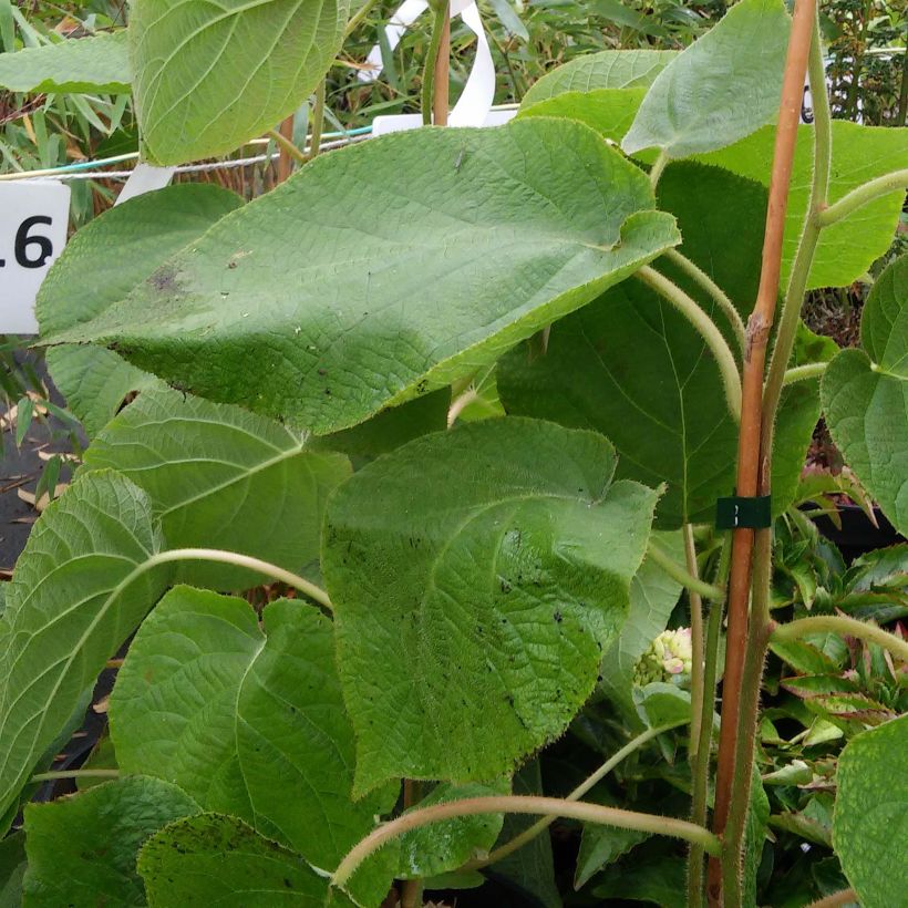 Actinidia deliciosa Kiwi Wonder - Chinesischer Strahlengriffel (Laub)