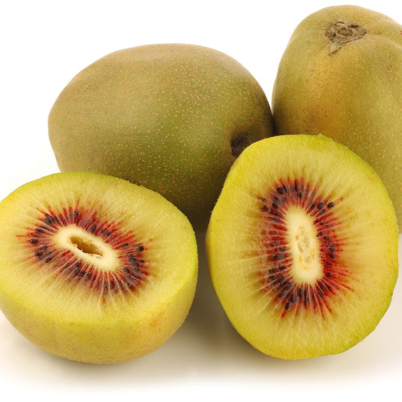 Actinidia deliciosa Kiwi Wonder - Chinesischer Strahlengriffel (Ernte)