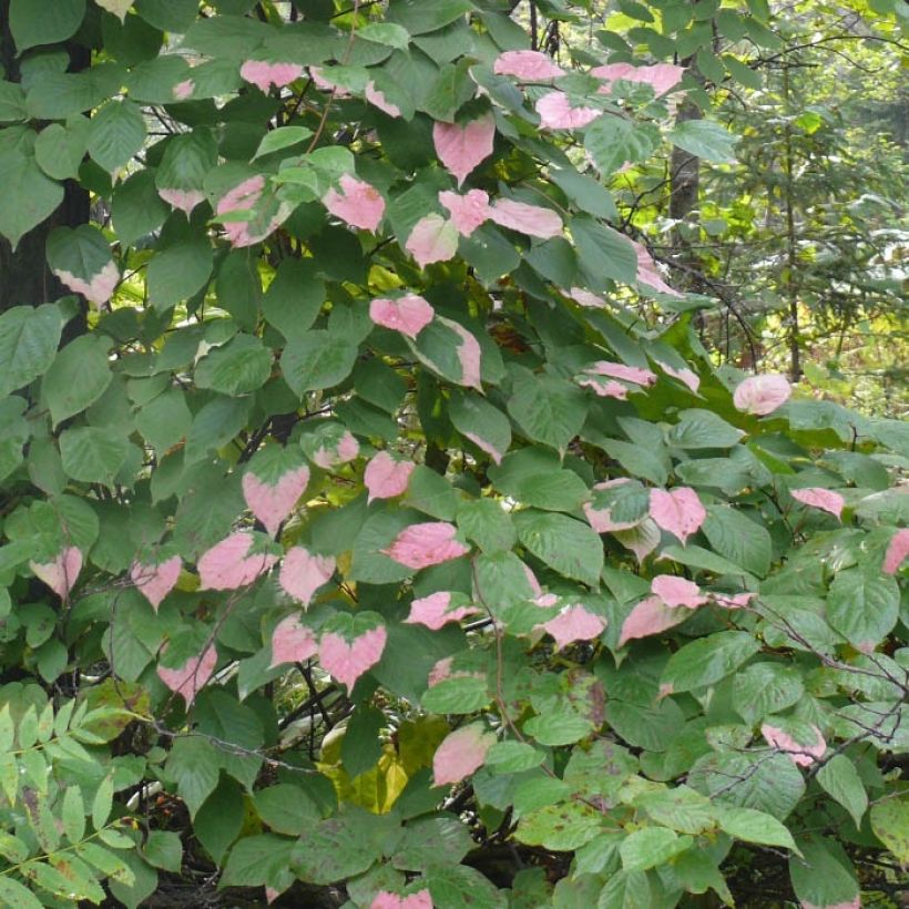 Actinidia kolomikta Adam - Buntblättrige Kiwi (Laub)