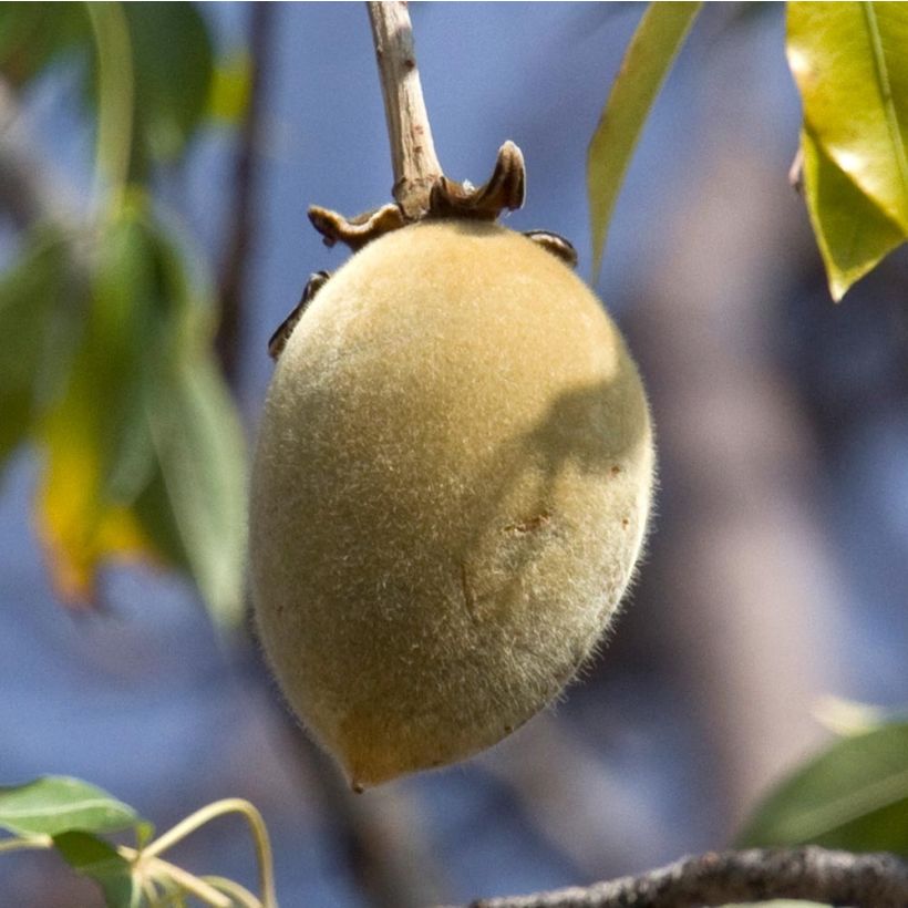 Adansonia digitata - Affenbrotbaum (Ernte)