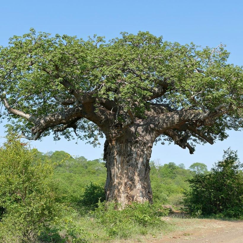 Adansonia digitata - Affenbrotbaum (Hafen)