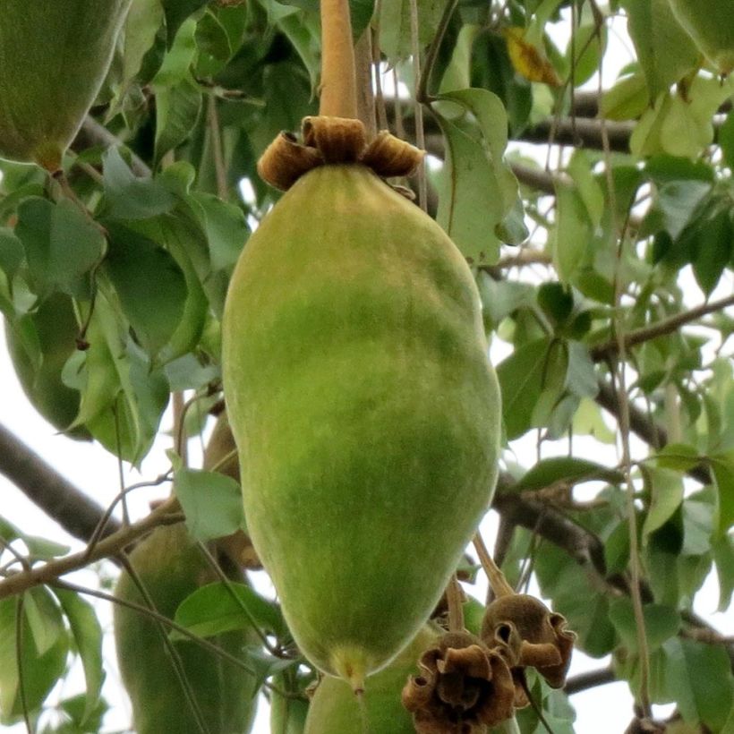 Adansonia grandidieri - Grandidiers Affenbrotbaum (Ernte)