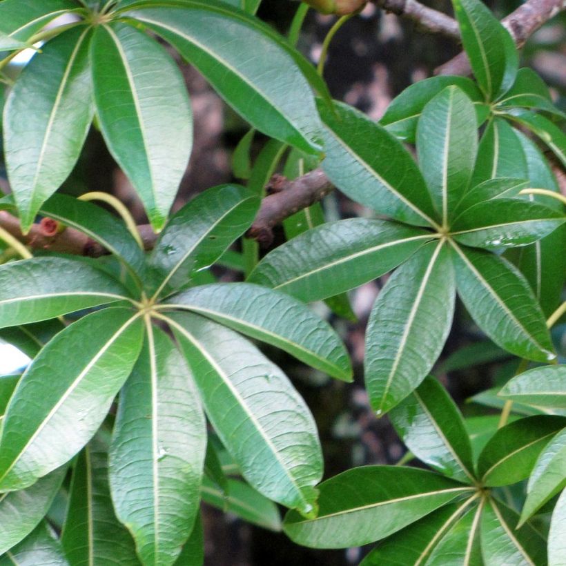 Adansonia madagascariensis - Affenbrotbaum auf Madagaskar (Laub)