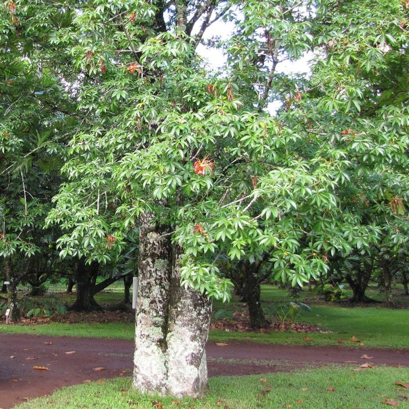 Adansonia madagascariensis - Affenbrotbaum auf Madagaskar (Hafen)