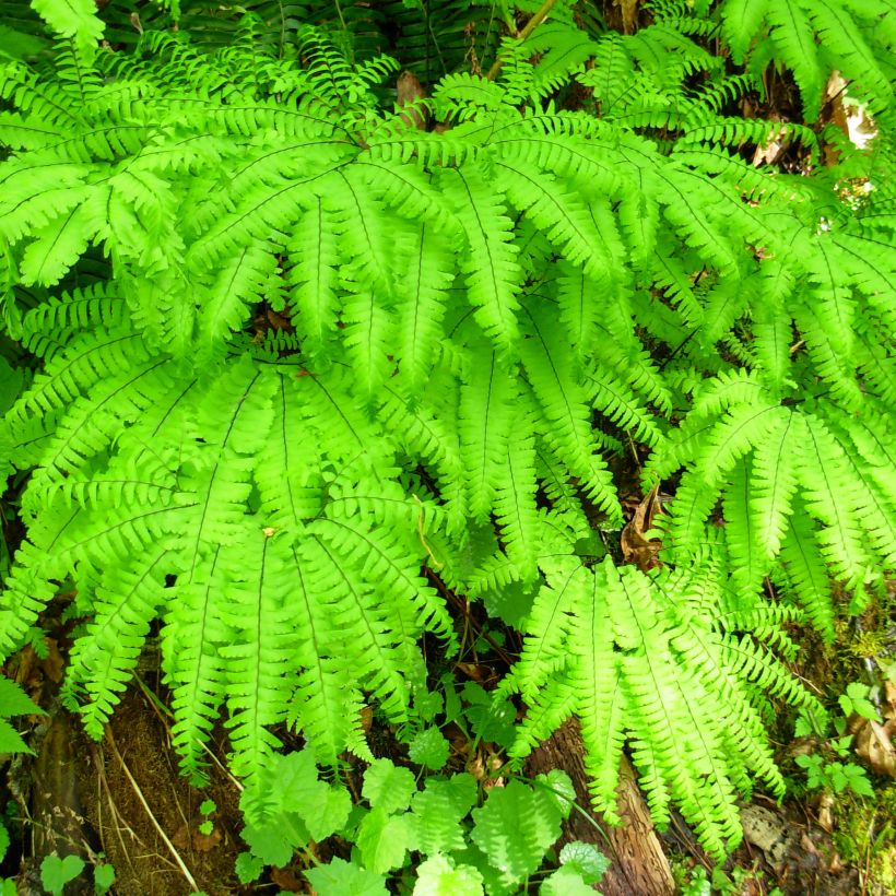 Adiantum aleuticum Miss Sharples - Zwerg-Pfauenradfarn (Hafen)