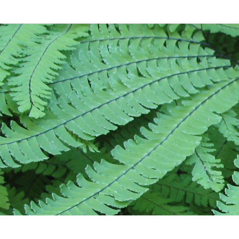 Adiantum pedatum - Hufeisenfarn (Laub)