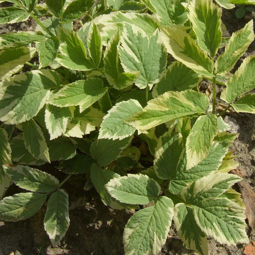 Aegopodium podagaria Variegata - Giersch (Laub)