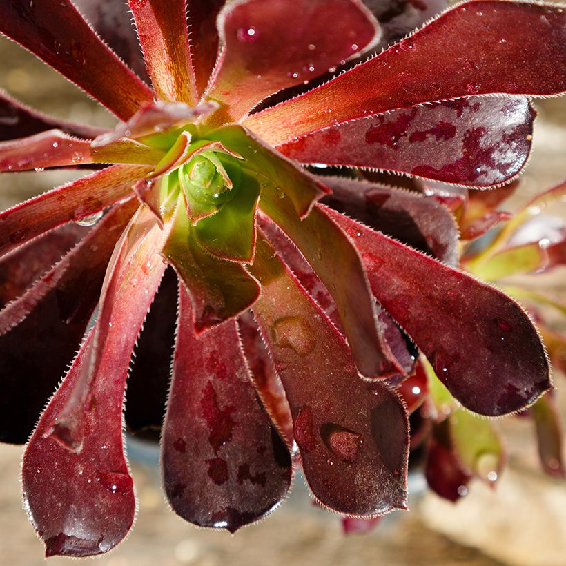 Aeonium arboreum Du Rozzen (Laub)