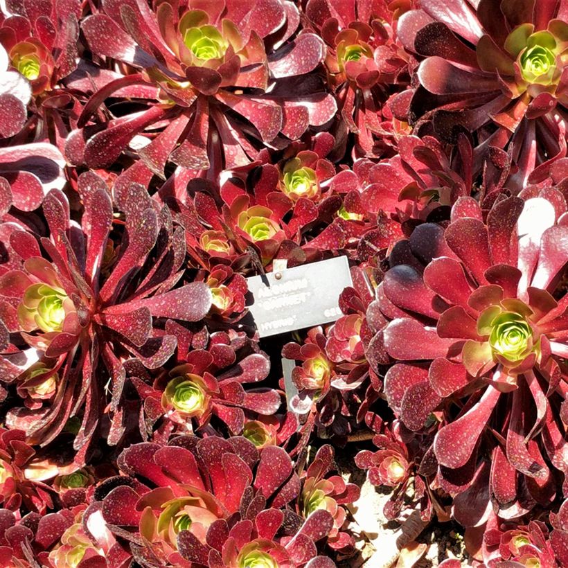 Aeonium arboreum Garnet (Laub)