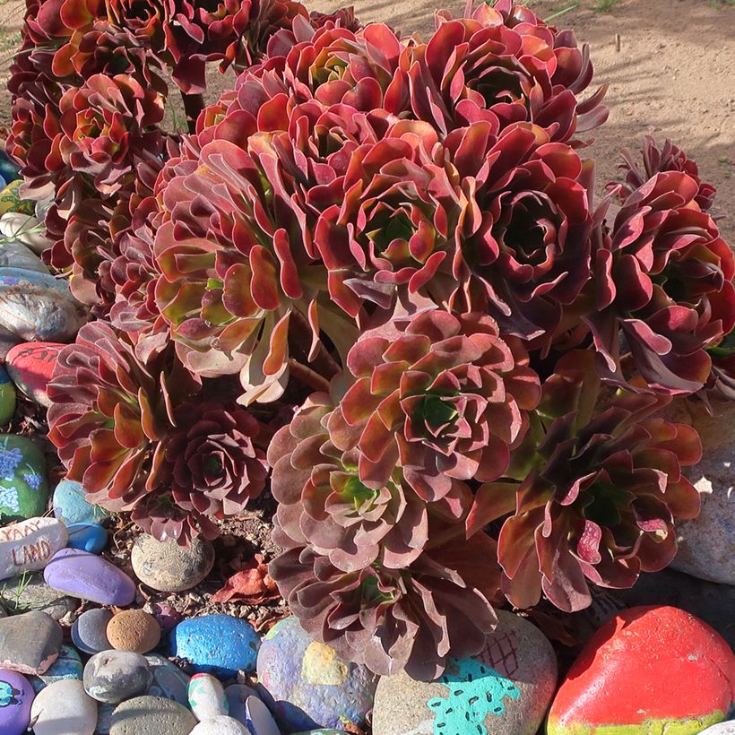 Aeonium arboreum Garnet (Hafen)