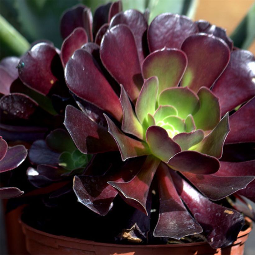 Aeonium arboreum var. atropurpureum Schwarzkopf (Blüte)