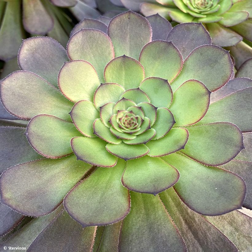 Aeonium arboreum Tip Top (Laub)