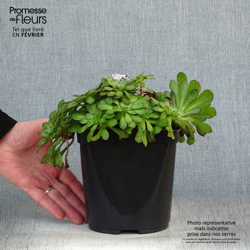 Exemplar von Aeonium arboreum Tip Top - Aéonium en arbre Pot de 3L/4L wie im Winter geliefert