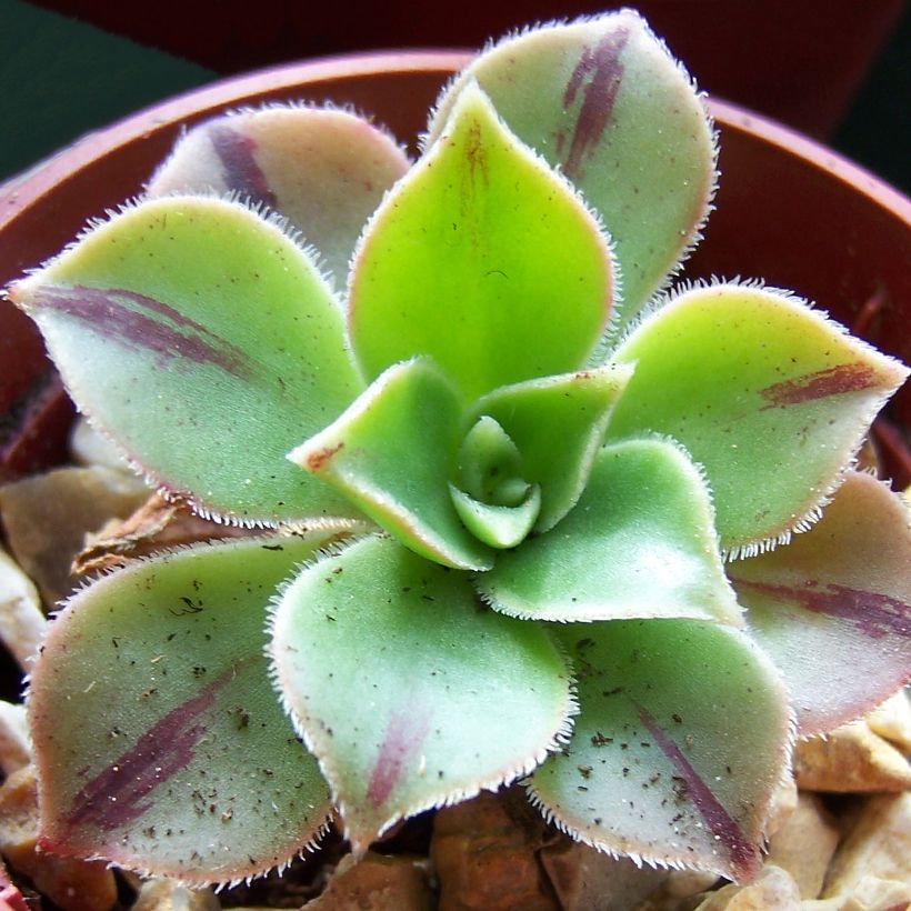 Aeonium leucoblepharum (Laub)