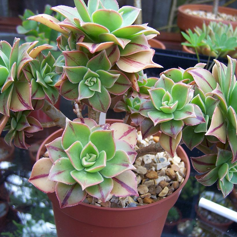 Aeonium leucoblepharum (Hafen)