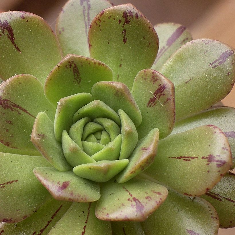 Aeonium occidentale (Laub)