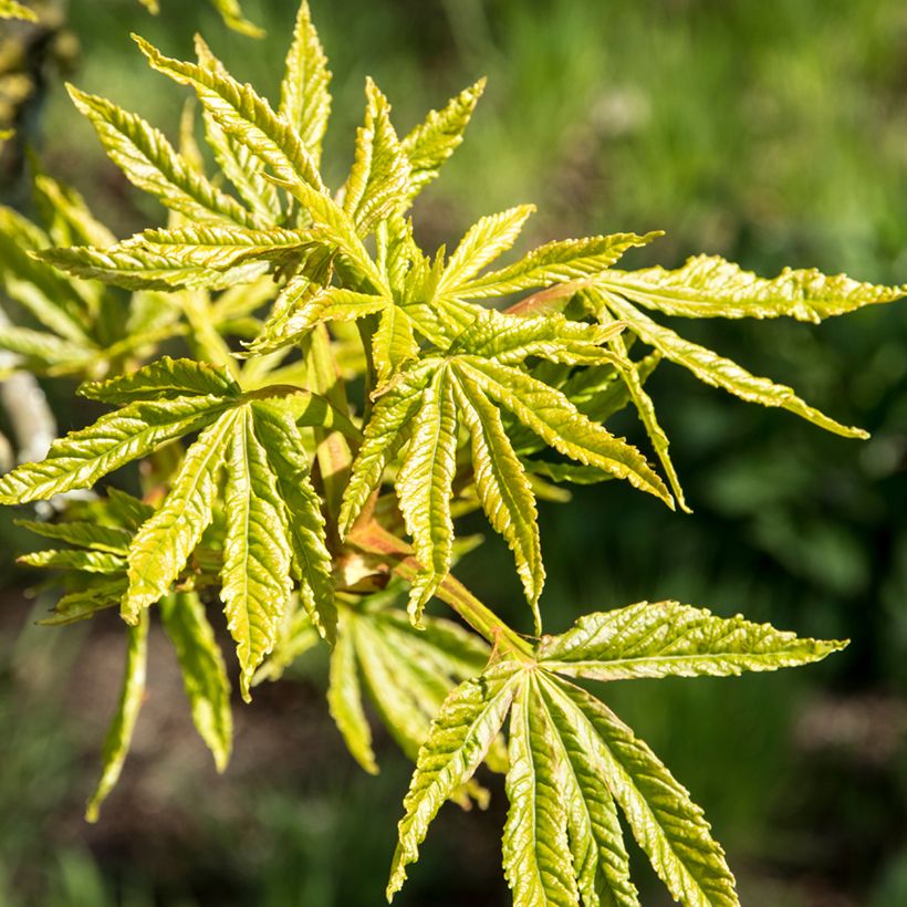 Gewöhnliche Rosskastanie Digitata - Aesculus hippocastanum (Laub)