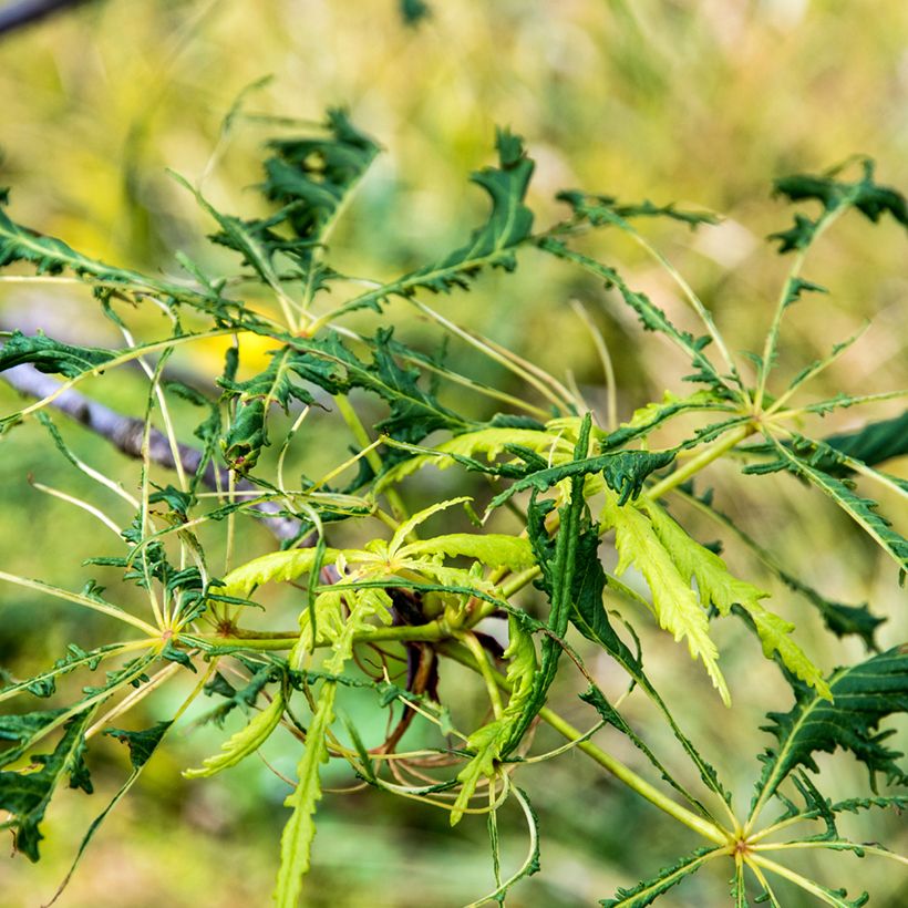 Gewöhnliche Rosskastanie Laciniata - Aesculus hippocastanum (Laub)