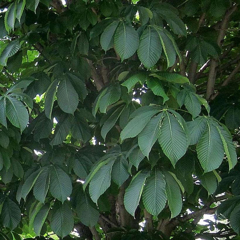 Rote Kastanie Briotii - Aesculus carnea (Laub)