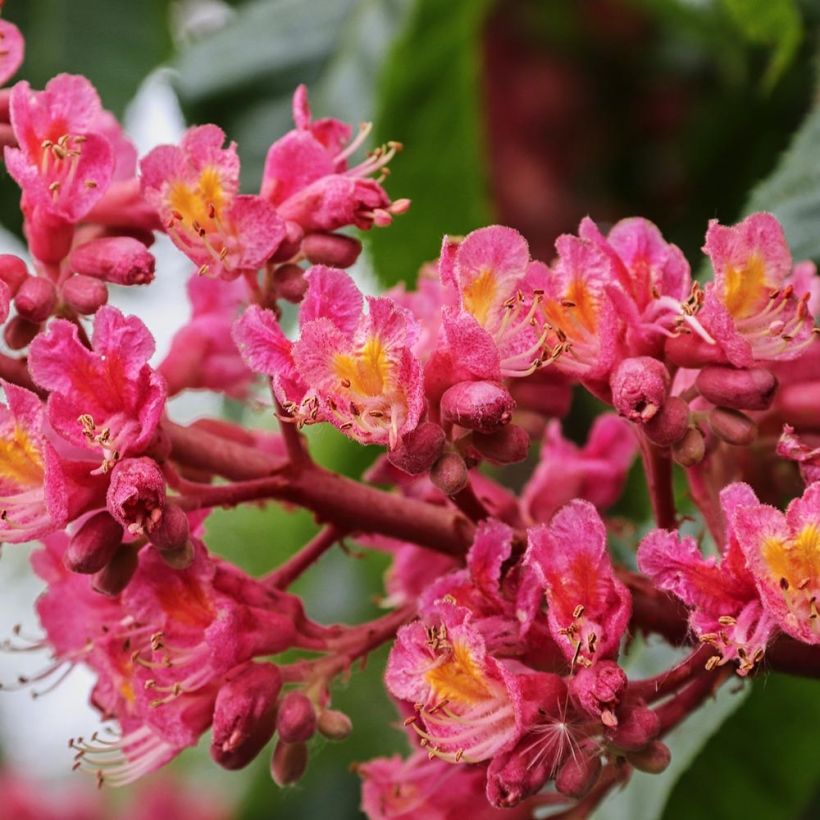 Rote Kastanie Briotii - Aesculus carnea (Blüte)