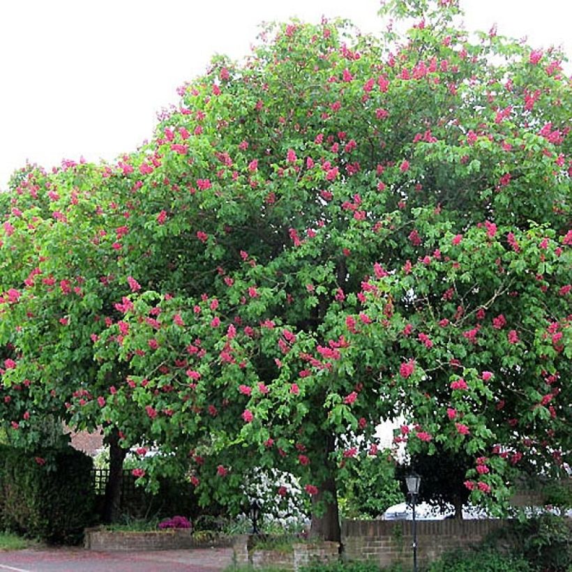 Rote Kastanie Briotii - Aesculus carnea (Hafen)