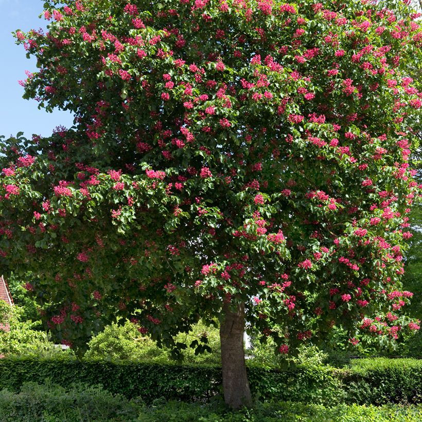 Rote Kastanie Briotii - Aesculus carnea (Hafen)