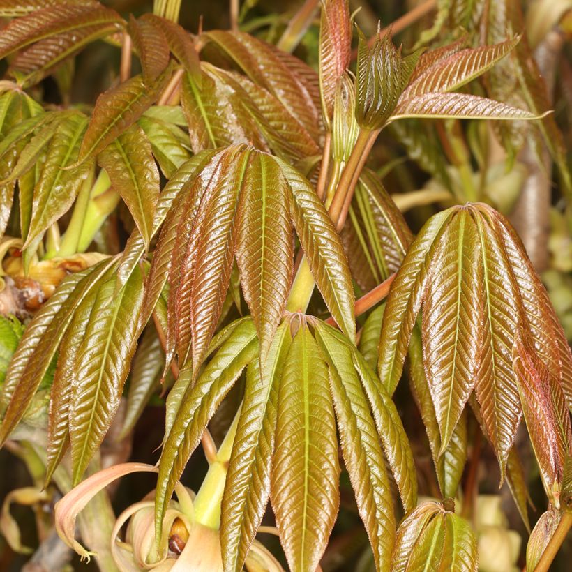 Chinesische Rosskastanie - Aesculus chinensis  (Laub)