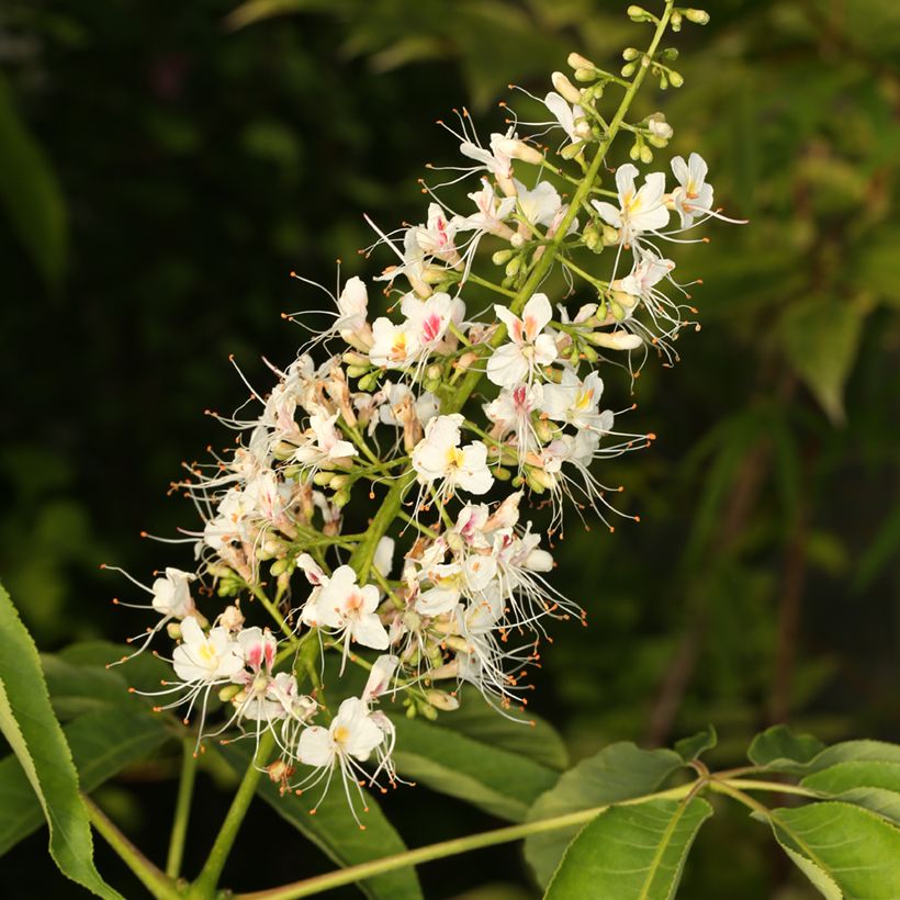 Chinesische Rosskastanie - Aesculus chinensis  (Blüte)