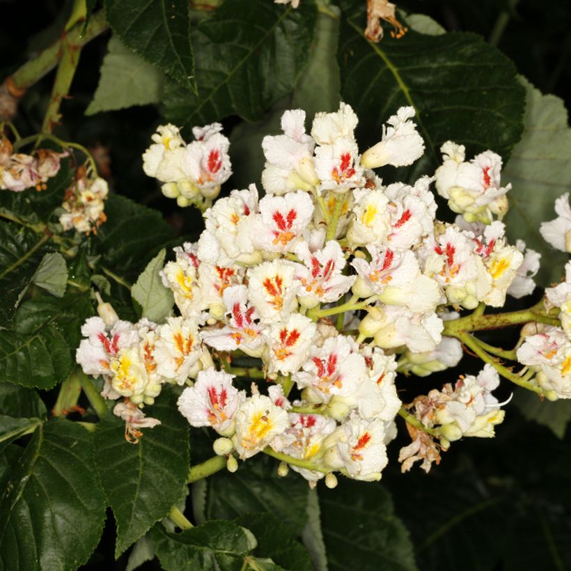 Aesculus hippocastanum flava - Carolina-Rosskastanie (Blüte)