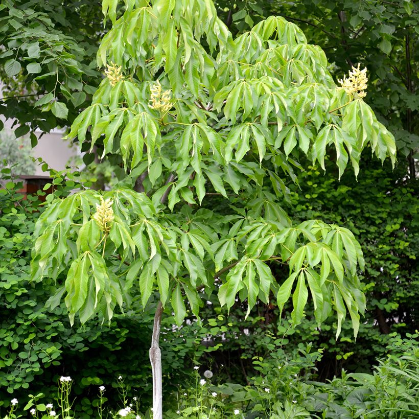 Aesculus flava - Gelbe Rosskastanie (Hafen)