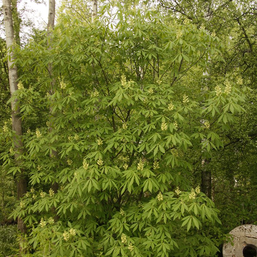 Aesculus glaucescens - Rosskastanie (Hafen)