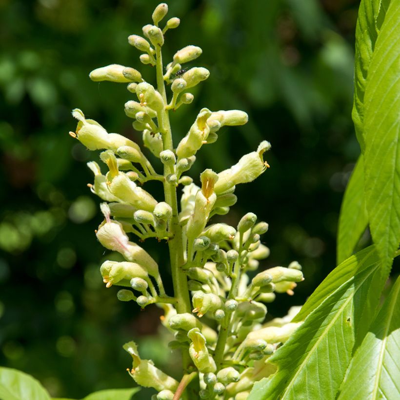 Aesculus glaucescens - Rosskastanie (Blüte)