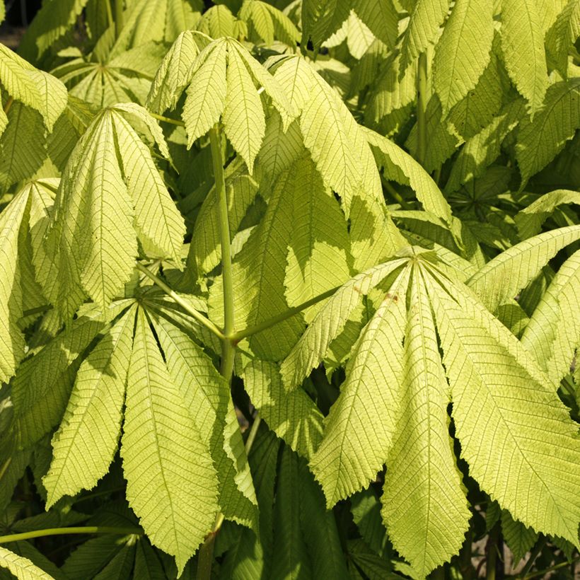 Gewöhnliche Rosskastanie Memmingeri - Aesculus hippocastanum (Laub)