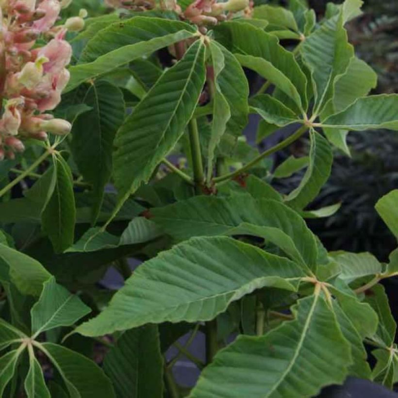 Orangeblühende Kastanie Induta - Aesculus mutabilis (Laub)