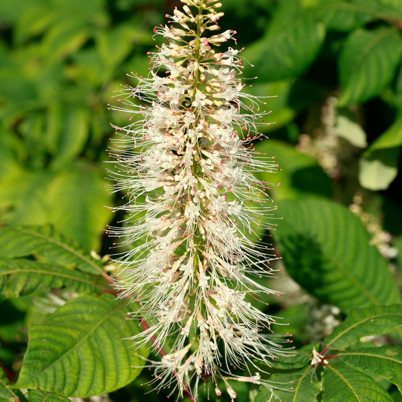 Strauchkastanie - Aesculus parviflora (Blüte)