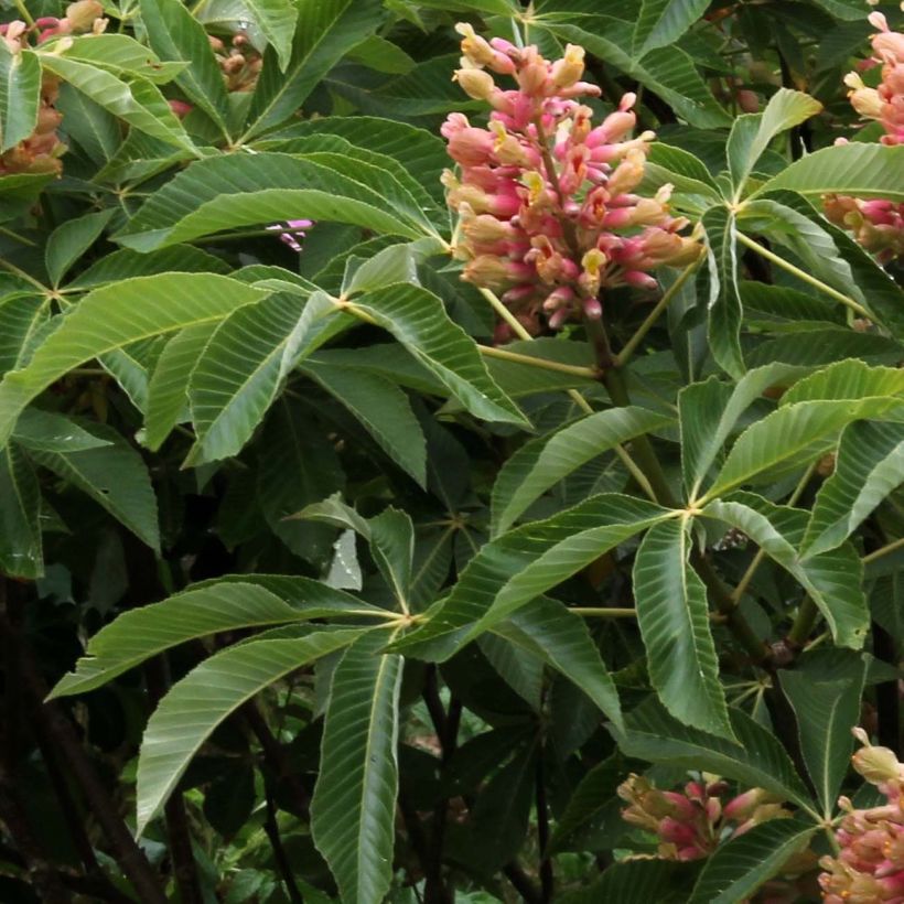 Gelbrote Pavie Koehnei - Aesculus pavia var. discolor (Laub)