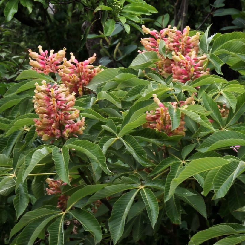 Gelbrote Pavie Koehnei - Aesculus pavia var. discolor (Blüte)