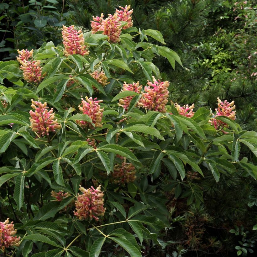 Gelbrote Pavie Koehnei - Aesculus pavia var. discolor (Hafen)